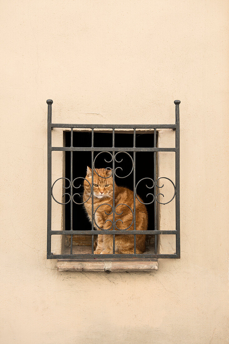 Cat sat at a window in Pienza, Val d`Orcia, province of Siena, Tuscany, Italy, UNESCO World Heritage