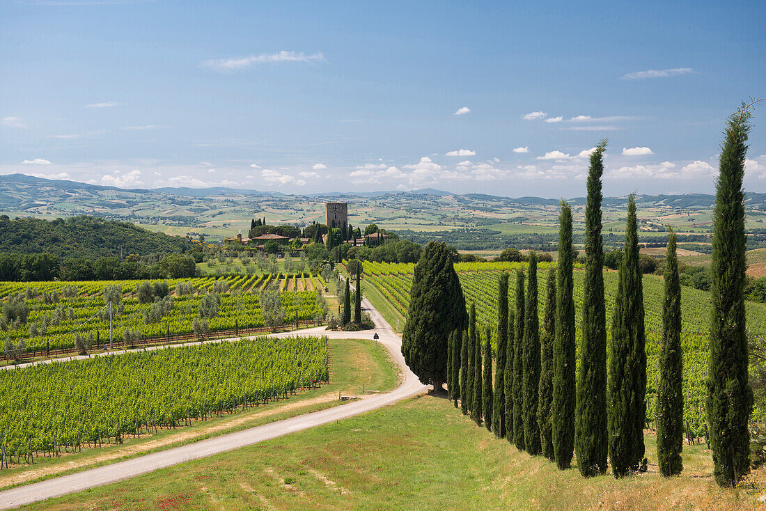 Argiano vinery, near Montalcino, province of Siena, Tuscany, Italy