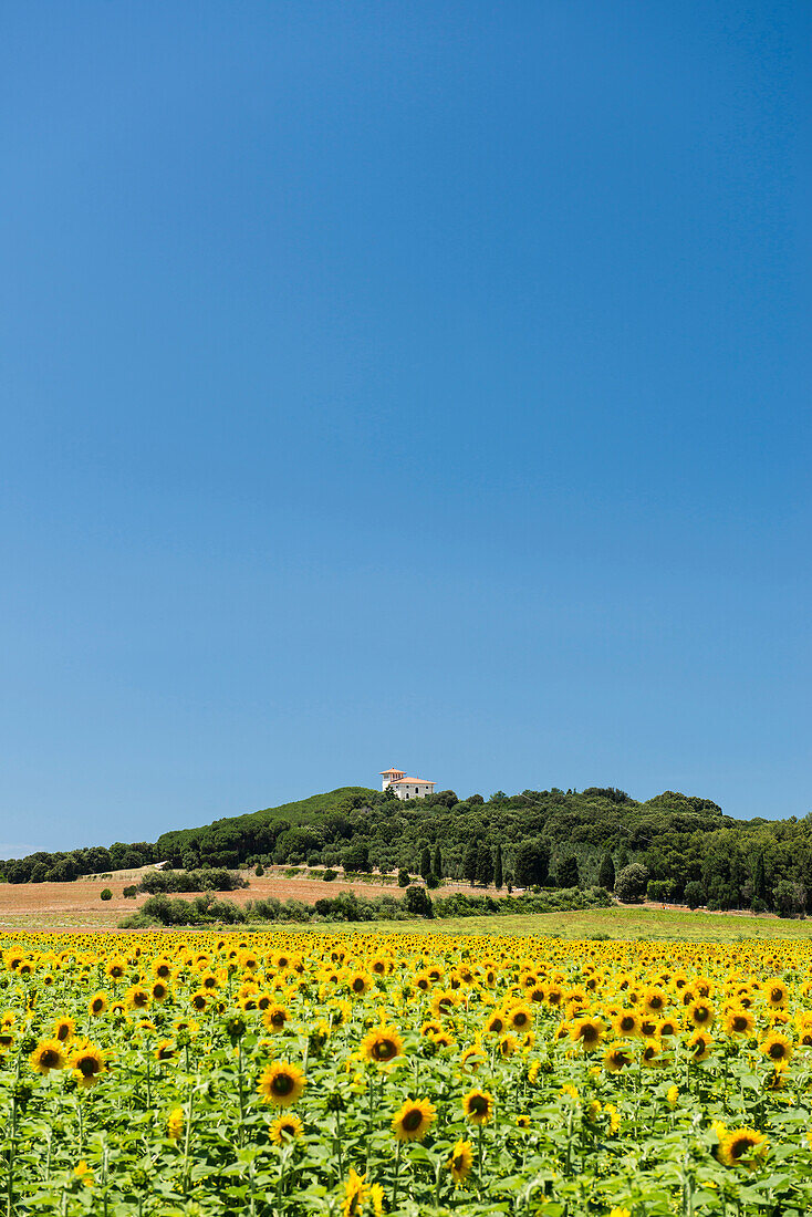 Sonnenblumenfeld, bei Populonia, Provinz Livorno, Toskana, Italien