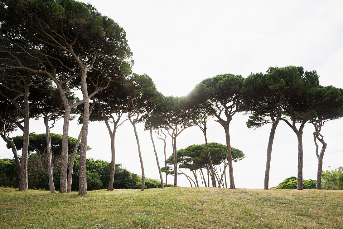 Pine trees and beach, Populonia, near Piombino, province of Livorno, Tuscany, Italy