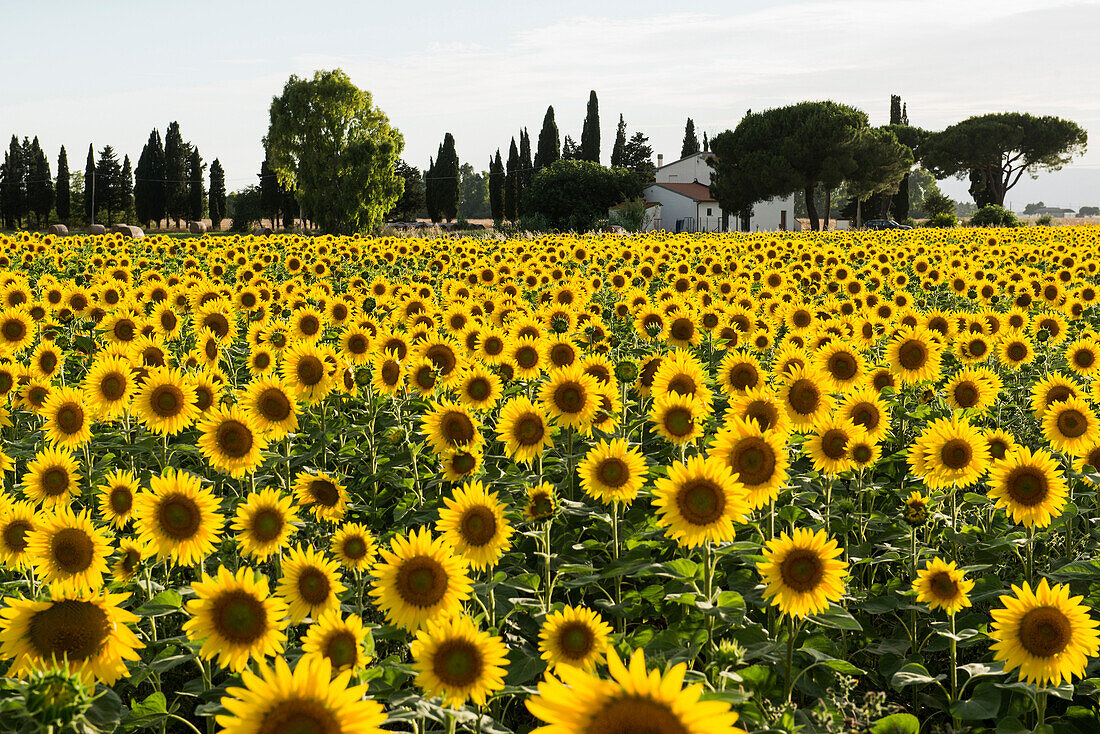 field of sunflowers, near Piombino, province of Livorno, Tuscany, Italy