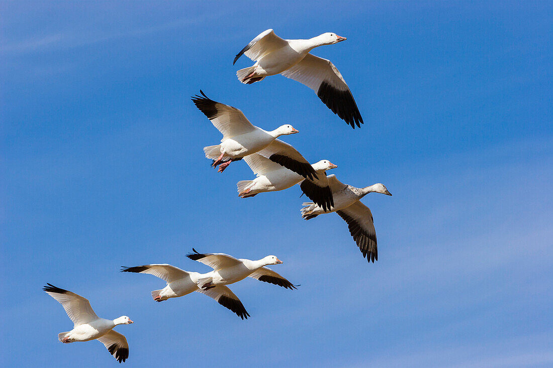 Snow Geese in flight, Anser caerulescens atlanticus, Chen caerulescens, Bosque del Apache Wildlife Refuge, New Mexico, USA