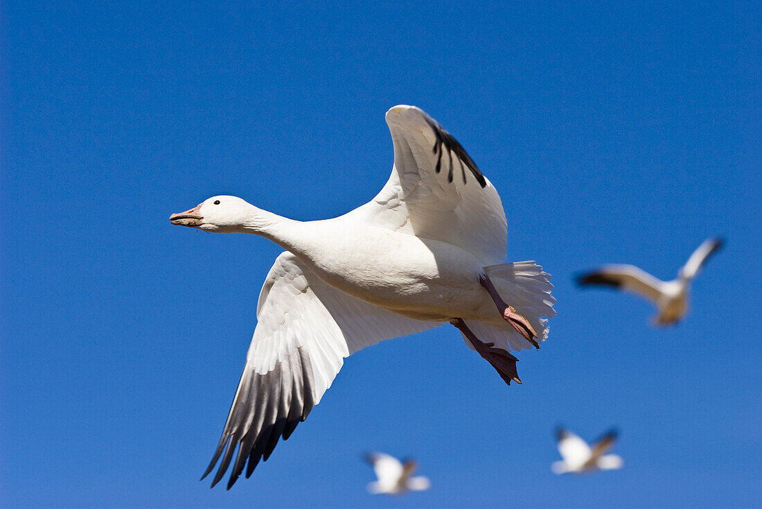 Snow Goose, Anser caerulescens atlanticus, Chen caerulescens, Bosque del Apache, New Mexico, USA