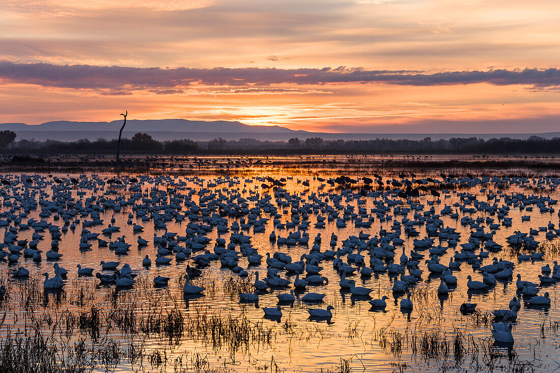 Snow Geese at sunrise, Anser caerulescens atlanticus, Chen caerulescens, Bosque del Apache, New Mexico, USA, outdoors, day, nobody