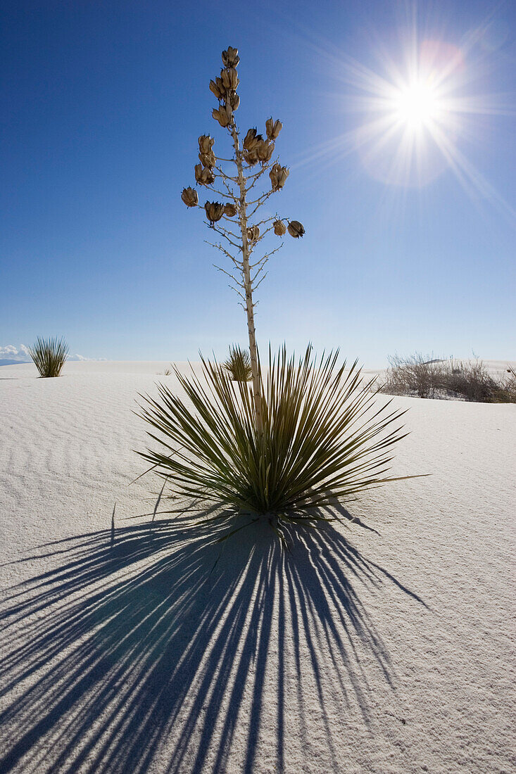 Yucca in Dünen, Yucca elata, White Sands National Monument, New Mexico, USA