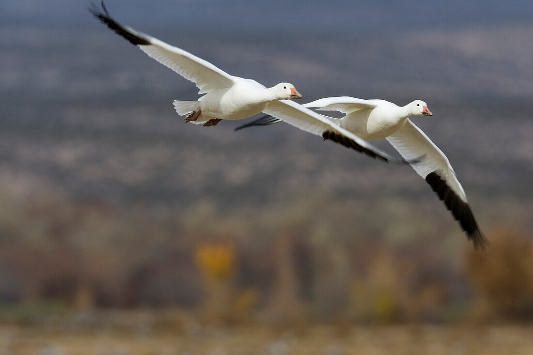 Snow Geese, Anser caerulescens atlanticus, Chen caerulescens, Bosque del Apache Wildlife Refuge, New Mexico, USA