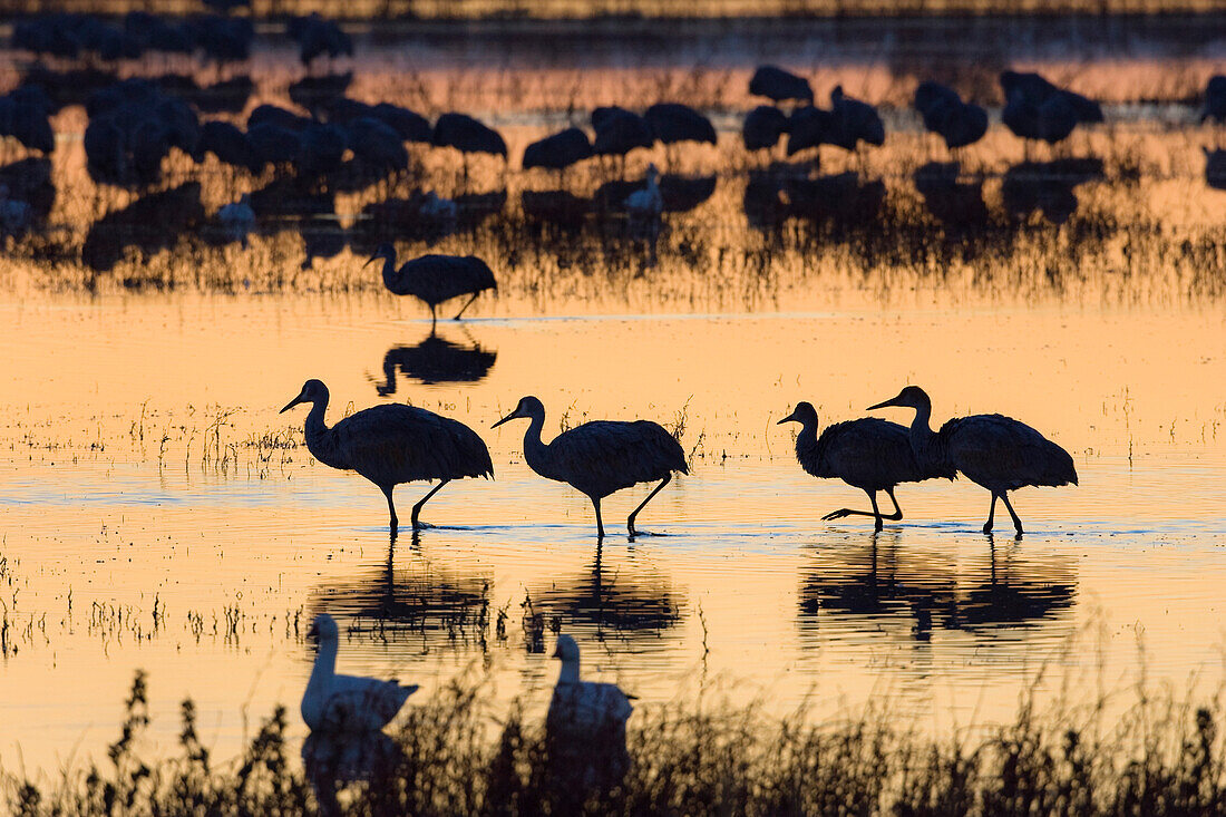 Kanadakraniche bei Sonnenaufgang, Grus canadensis, Bosque del Apache, Neumexiko, USA