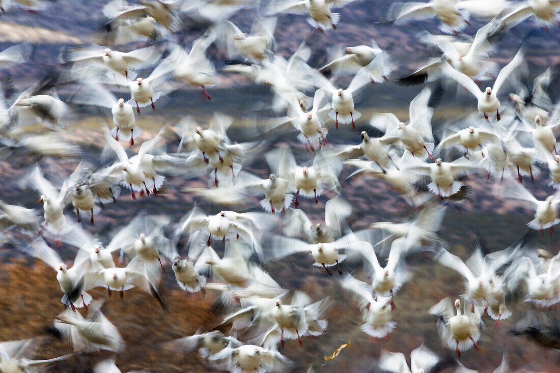 Snow Geese wintering in Bosque del Apache, Anser caerulescens atlanticus, Chen caerulescens, New Mexico, USA
