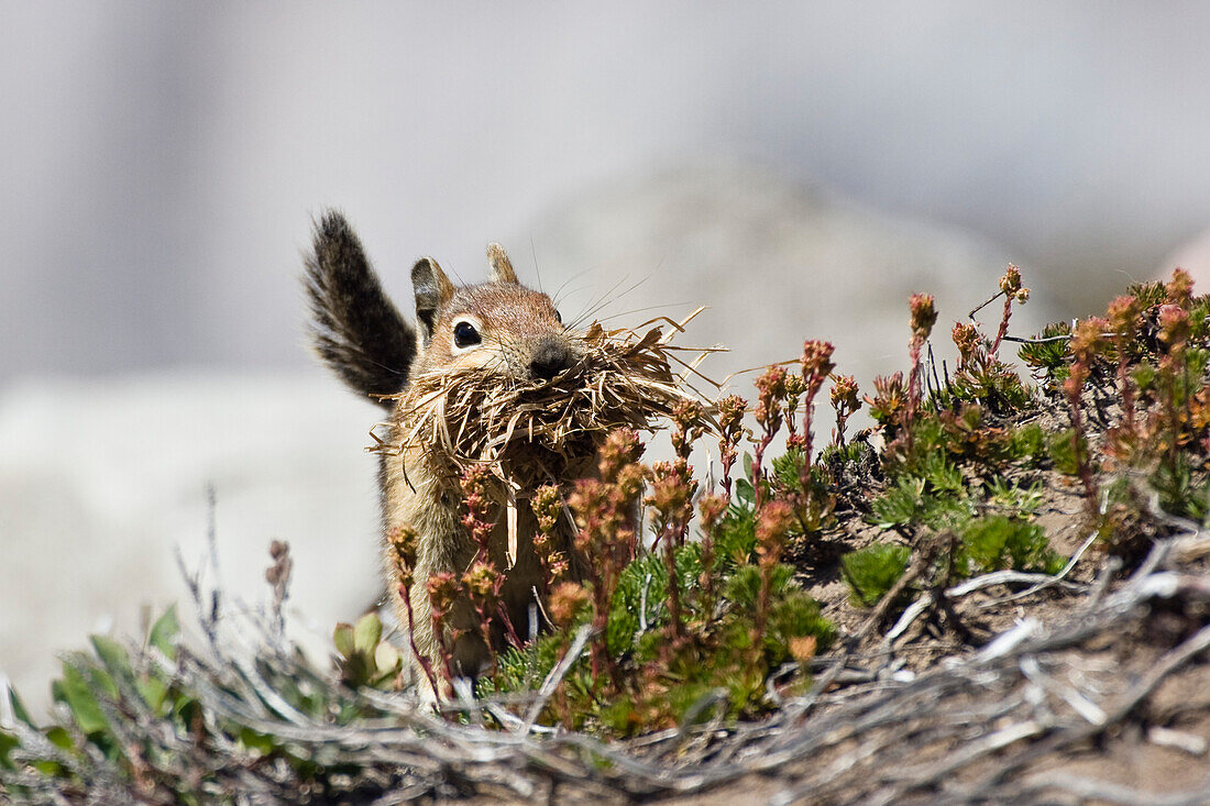 Goldmantel-Ziesel, Spermophilus lateralis, Mount Rainier Nationalpark, Washington, USA