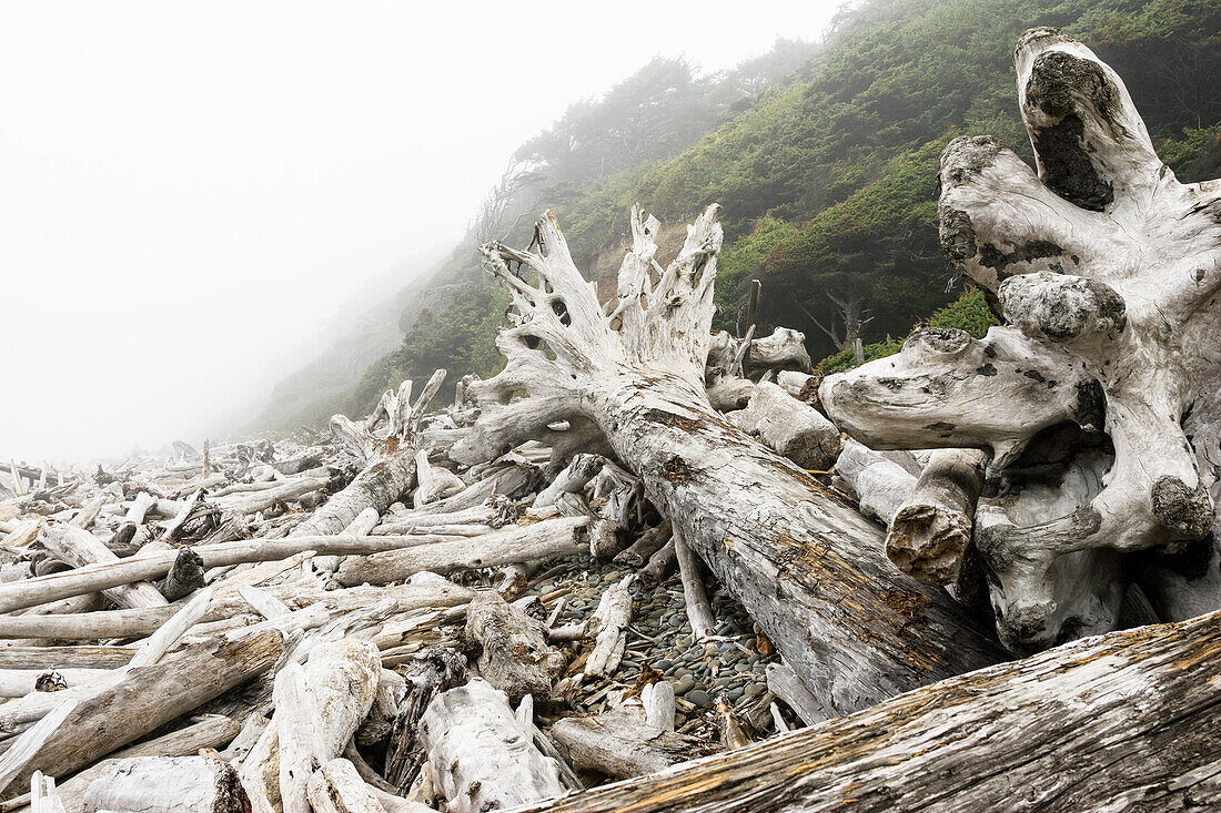 Treibholz an der Pazifikküste, Olympic Nationalpark, Washington, USA