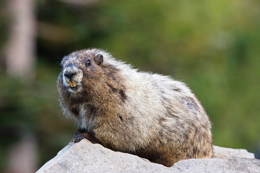 Hoary Marmot, Marmota caligata, Mount Rainier Nationalpark, Washington, USA