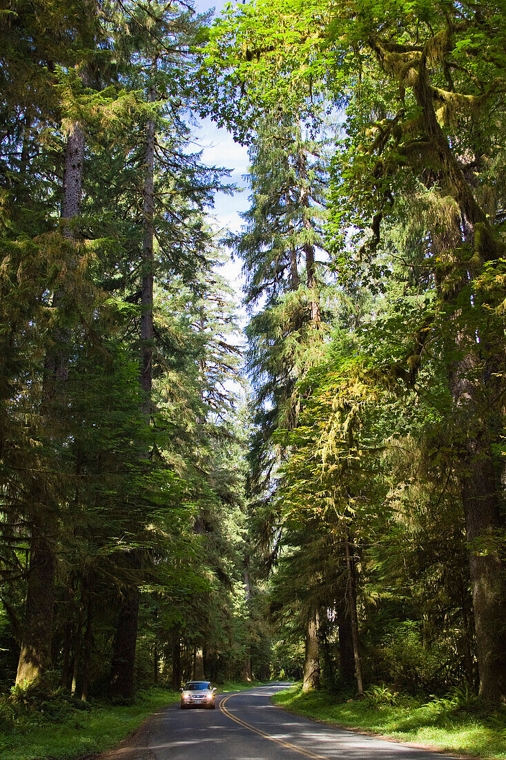 Straße im Regenwald, Hoh Rainforest, Olympic Nationalpark, Washington, USA
