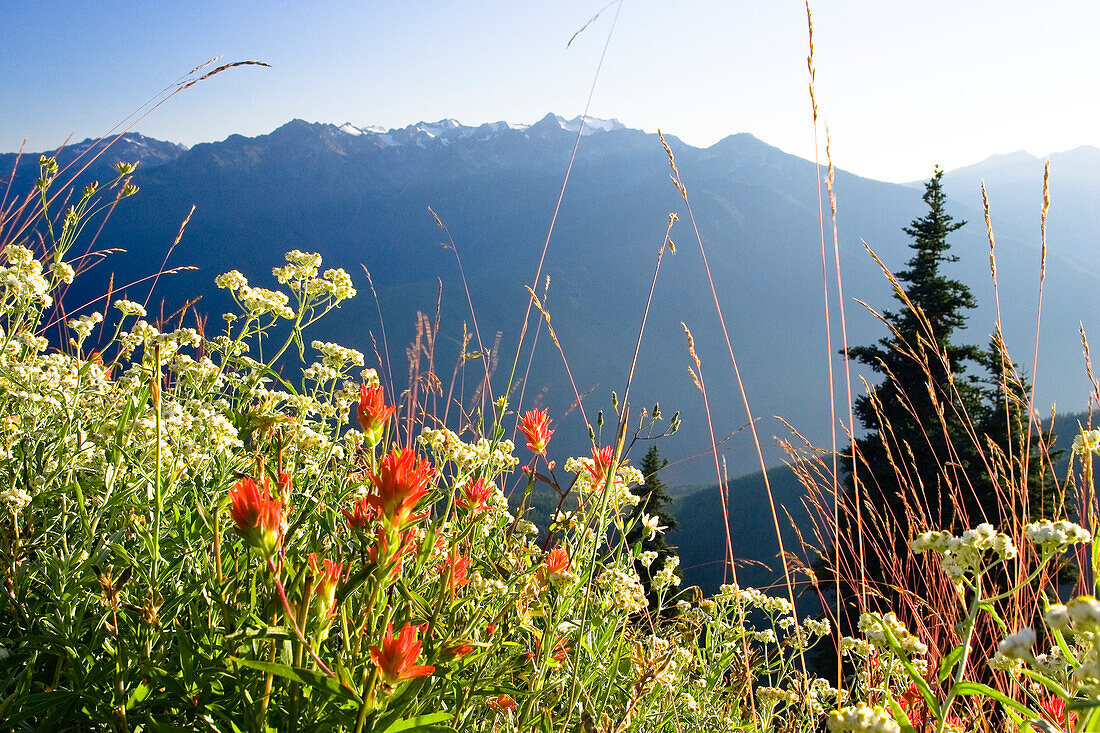 mountain flowers on Hurricane Ridge, Olympic Nationalpark, Washington, USA