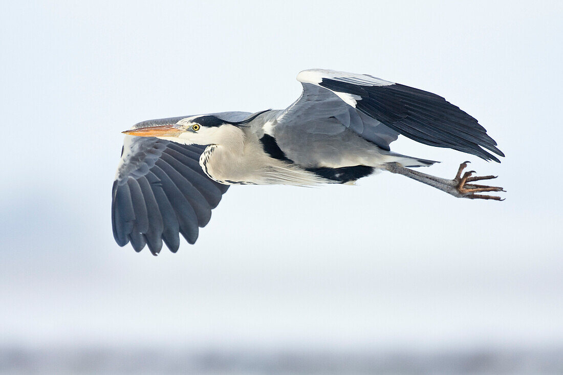 Graureiher im Flug, Ardea cinerea, Usedom, Deutschland