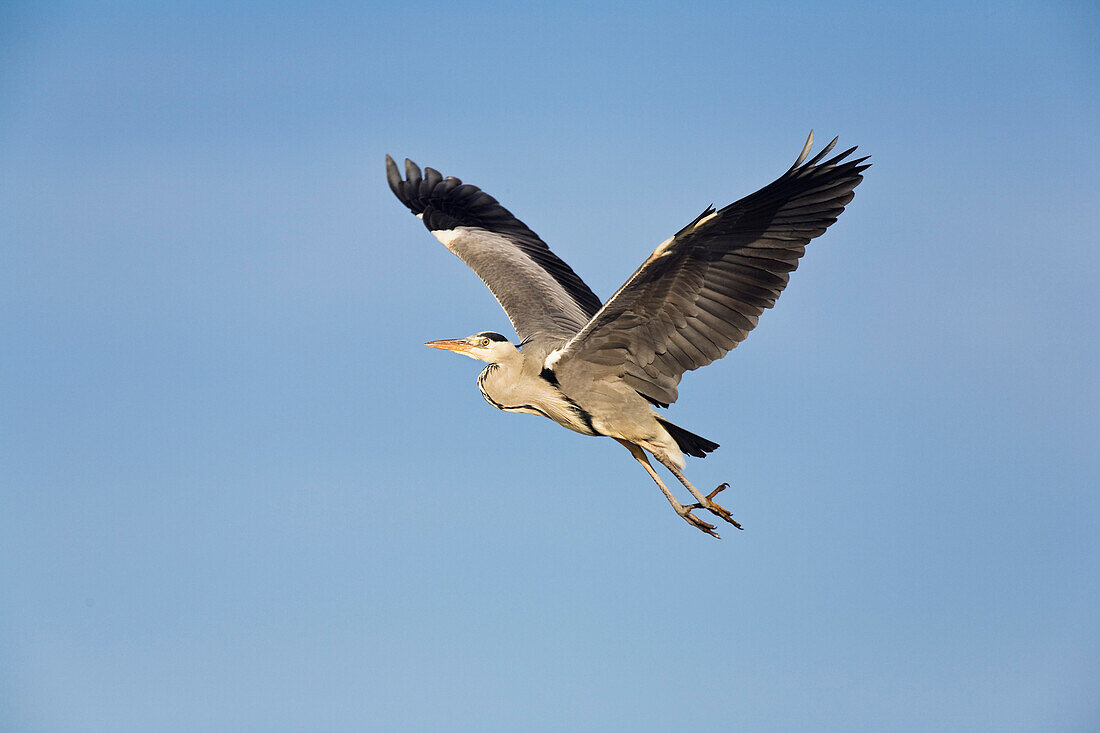 Grey Heron in flight, Ardea cinerea, Usedom, Germany