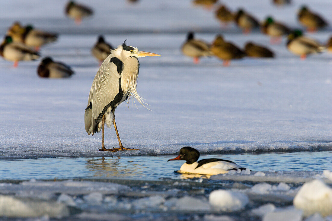Graureiher und Enten auf dem Eis, Ardea cinerea, Usedom, Deutschland