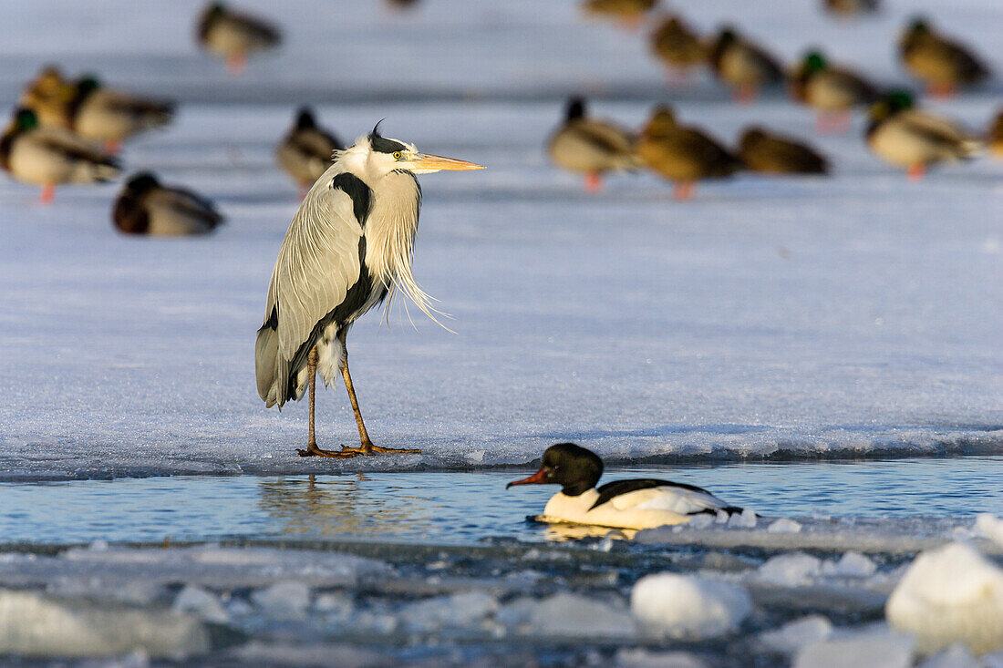 Grey Heron and ducks on ice, Ardea cinerea, Usedom, Germany, Europe