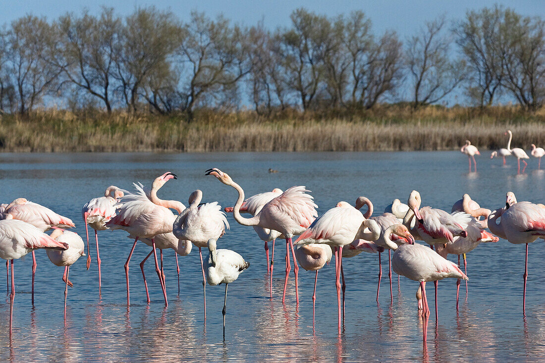 Greater Flamingo, Phoenicopterus ruber, Camargue, France