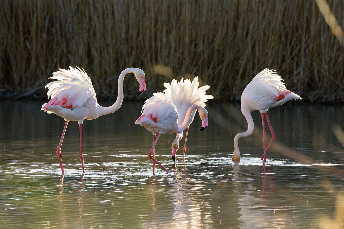 Greater Flamingo, Phoenicopterus ruber, Camargue, France