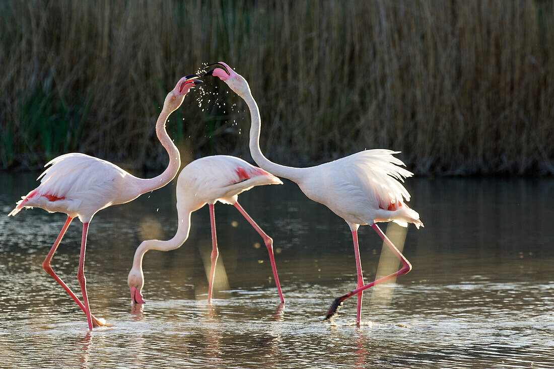 Greater Flamingo, Phoenicopterus ruber, Camargue, France