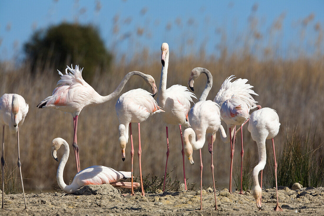 Greater Flamingo breeding, Phoenicopterus ruber, Camargue, France