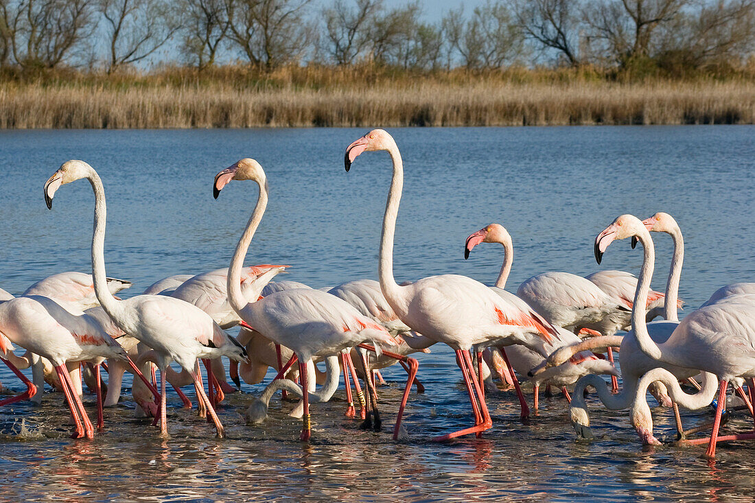 Greater Flamingo, Phoenicopterus ruber, Camargue, France