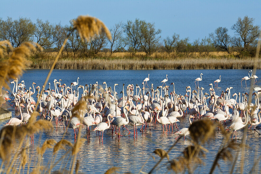 Rosaflamingos, Phoenicopterus ruber, Camargue, Frankreich