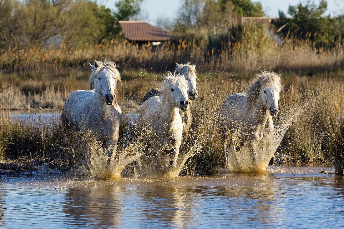 Camargue horses running in water, Camargue, Southern France