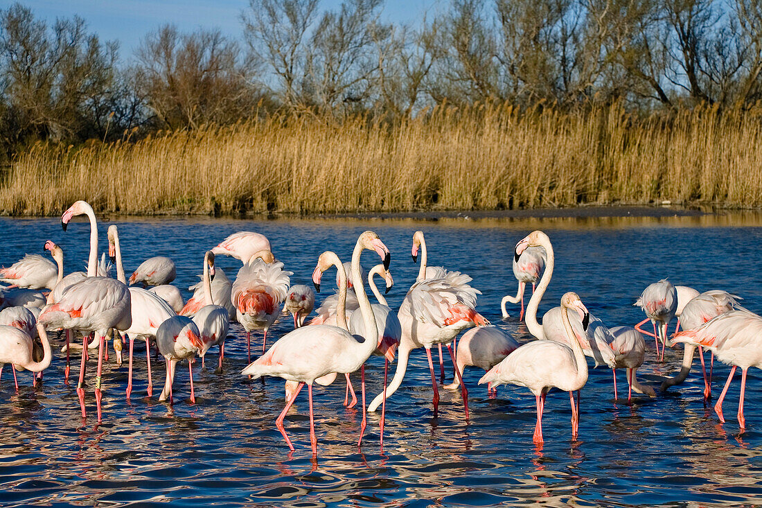 Greater Flamingo, Phoenicopterus ruber, Camargue, France