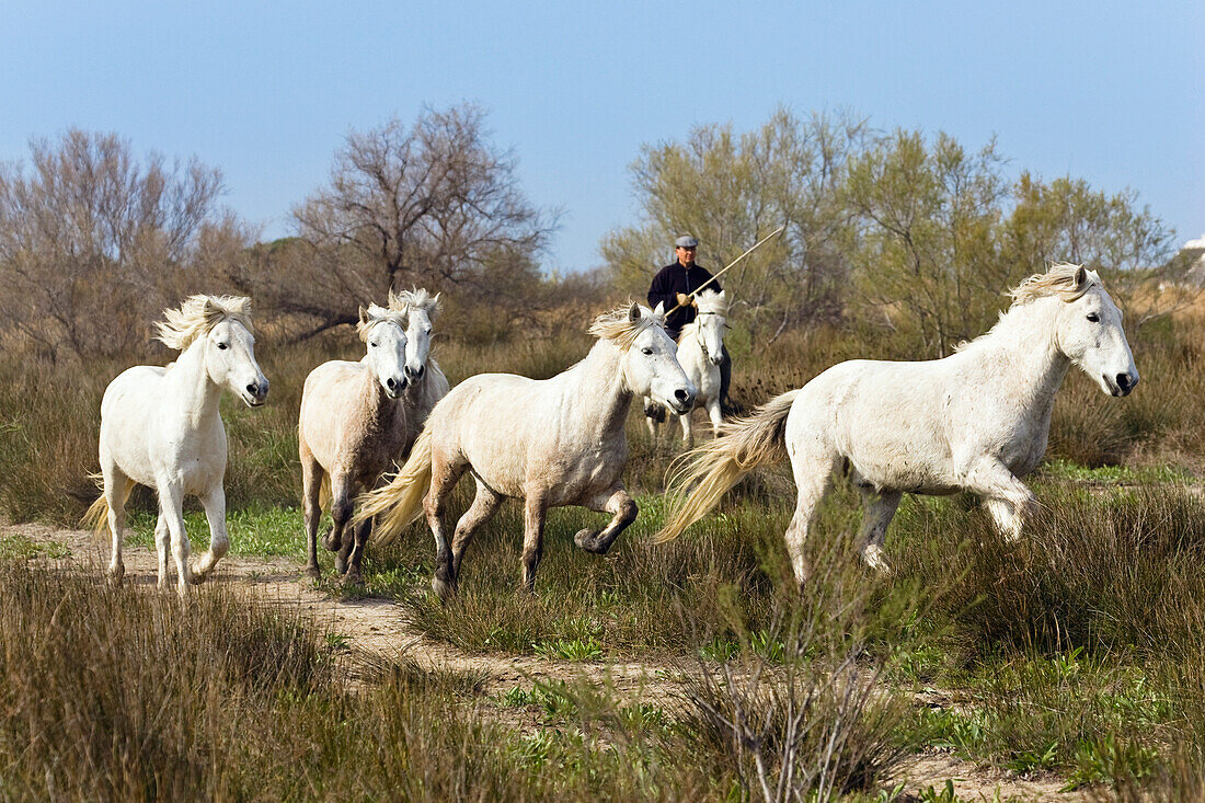 Camarguepferde und Guardian, Camargue, Frankreich