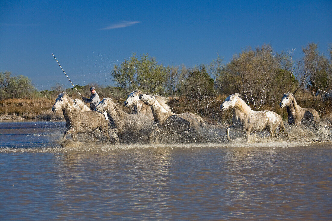 Camarguepferde und Guardian, Camargue, Frankreich