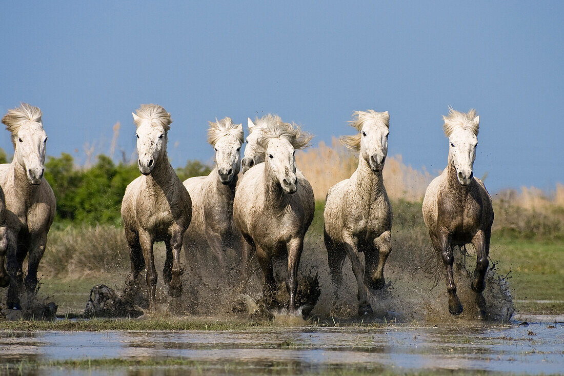 Camarguepferde laufen durchs Wasser, Camargue, Süd-Frankreich