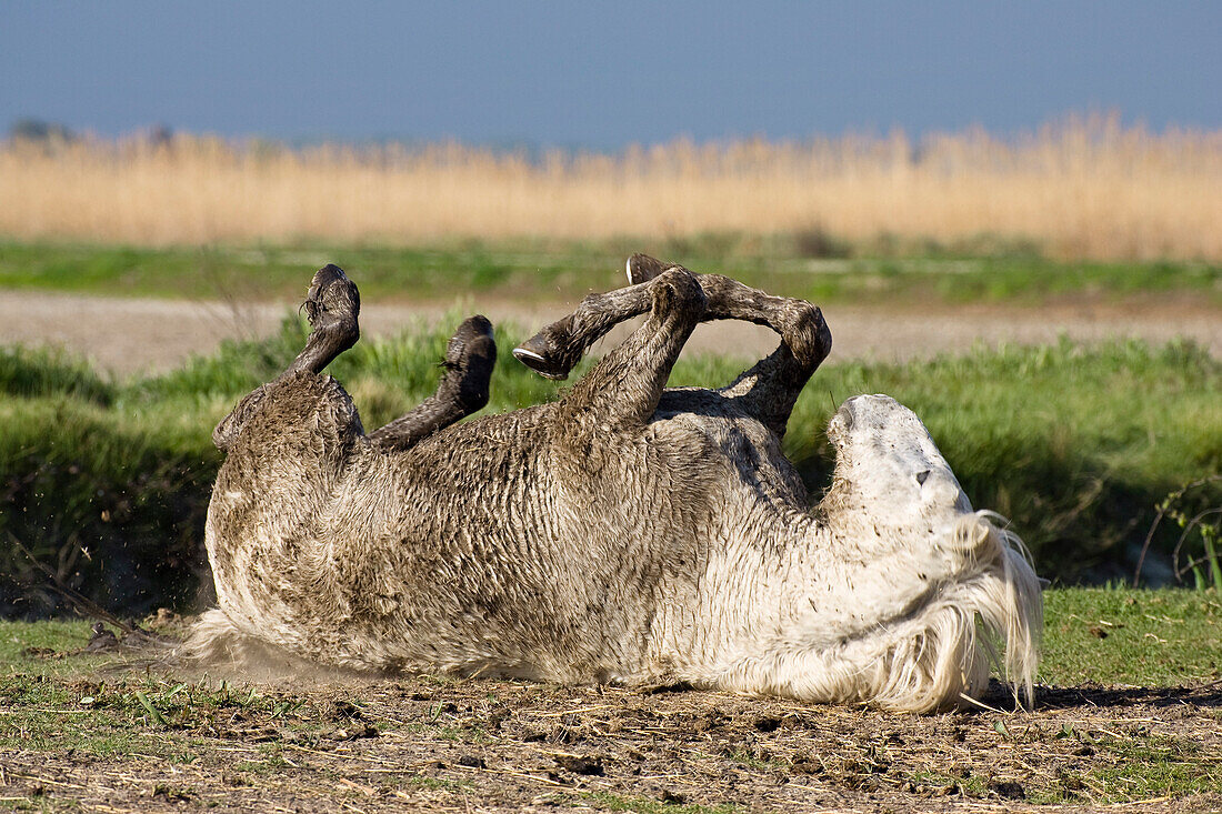 Camargue horse rolling on the ground, Camargue, France