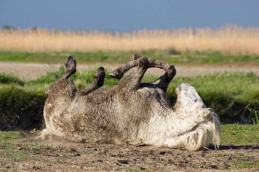 Camarguepferd rollt sich am Boden, Camargue, Südfrankreich