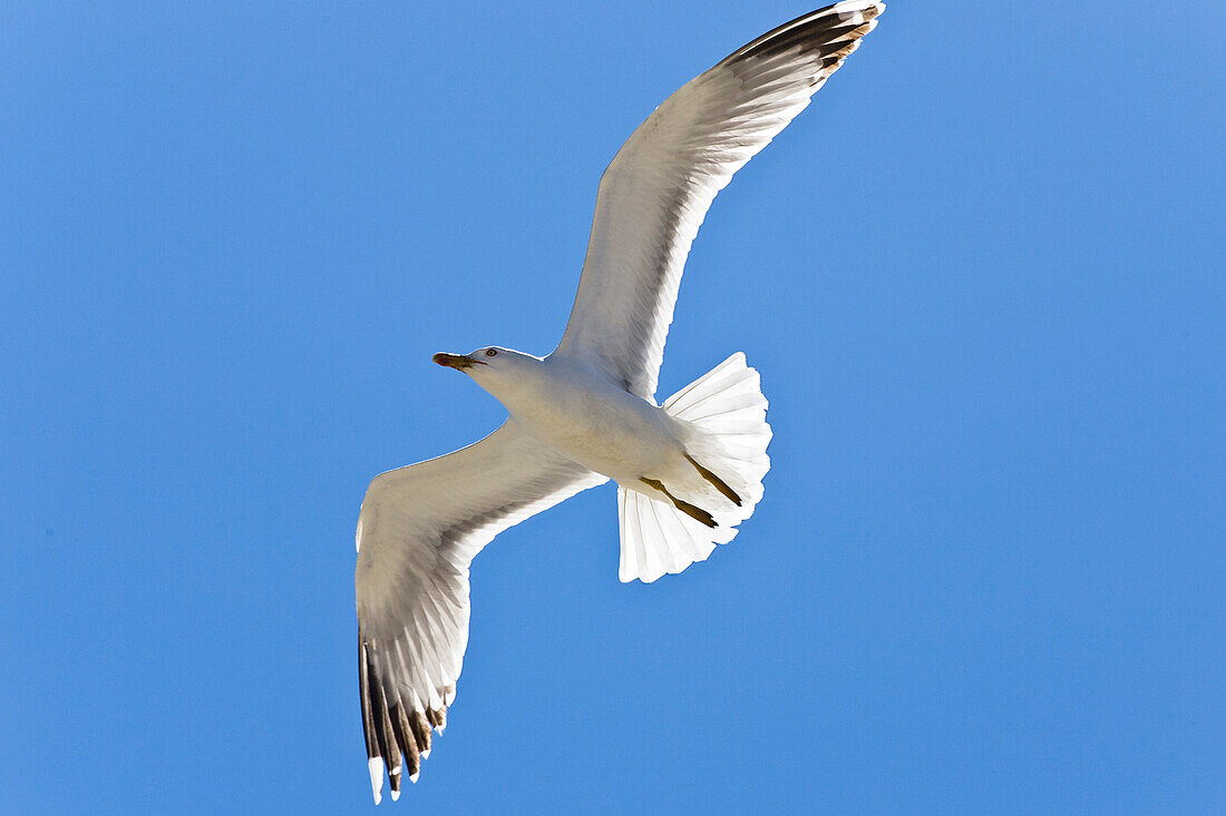 Weißkopfmöwe, Larus cachinnans, Camargue, Frankreich