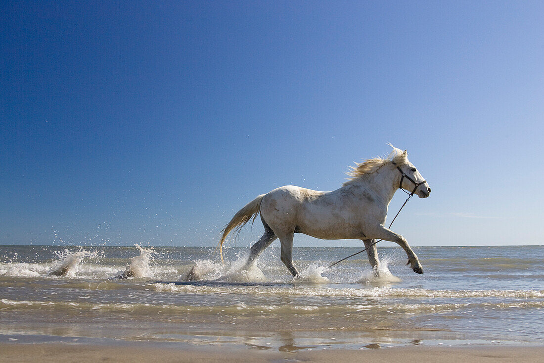 Camargue horse running in water at beach, Camargue, France