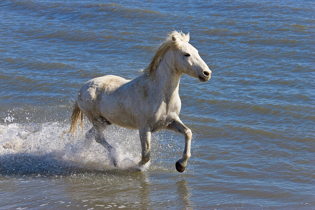 Camarguepferd läuft durchs Wasser am Strand, Camargue, Südfrankreich