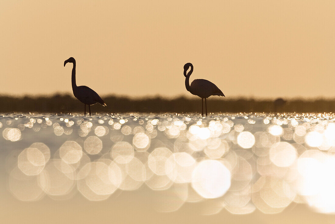 Greater Flamingoes at sunrise, Phoenicopterus ruber, Camargue, France