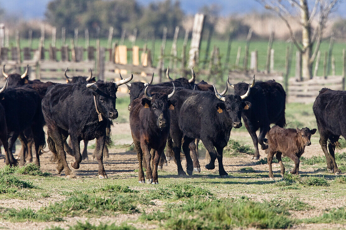 Camargue Bulls, Bos primigenius taurus, Camargue, France