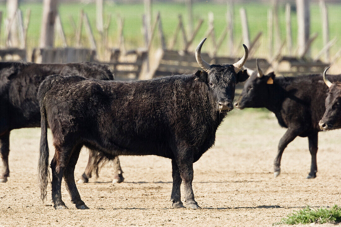 Camargue Bulls, Bos primigenius taurus, Camargue, France