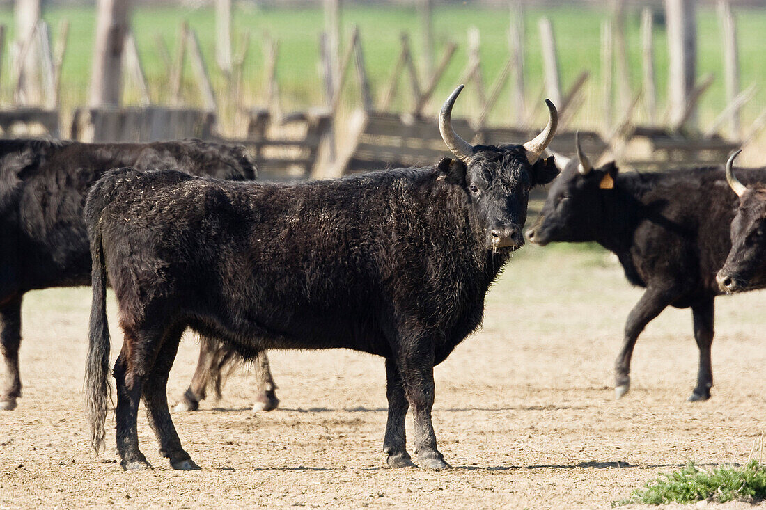 Camarguestiere, Bos primigenius taurus, Camargue, Südfrankreich