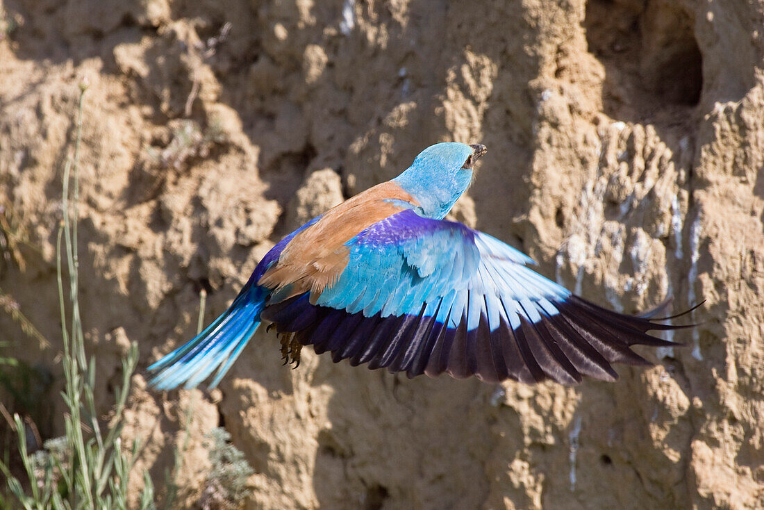 Blauracke fliegt Bruthöhle an, Coracias garrulus, Bulgarien