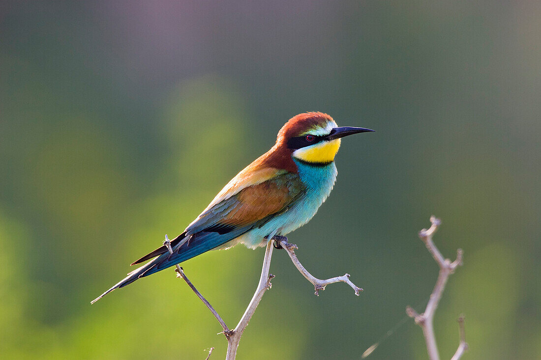 Bee-eater, Merops apiaster, Bulgaria, Europe