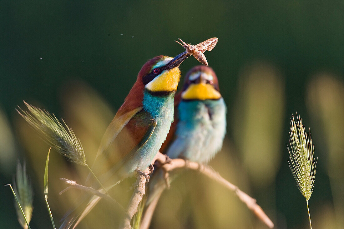 Bienenfresser mit erbeutetem Nachtfalter, Merops apiaster, Bulgarien, Europa