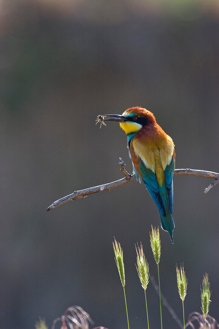 Bienenfresser mit erbeuteter Biene, Merops apiaster, Bulgarien, Europa