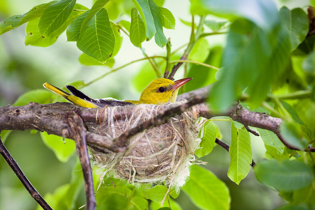 Pirol, Weibchen auf dem Nest in Walnussbaum, Oriolus oriolus, Bulgarien