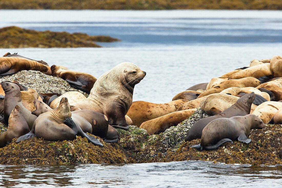 Steller Sealions, Eumetopias jubatus, Inside Passage, Alaska, USA