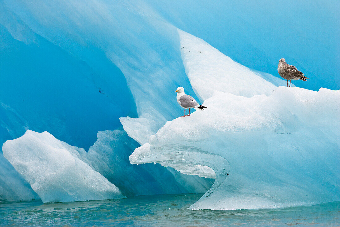 Herring Gull with immature, Larus argentatus, Endicott Arm, Inside Passage, Southeast Alaska, USA