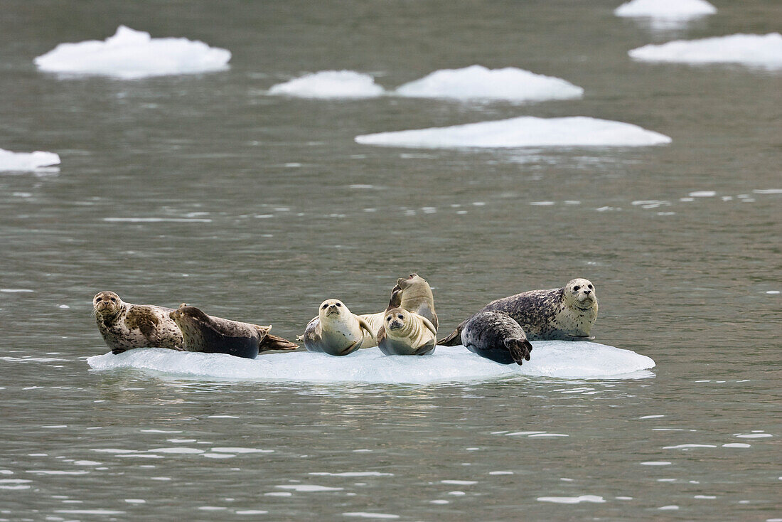 Seehunde auf Eisscholle, Phoca vitulina, Alaska, USA