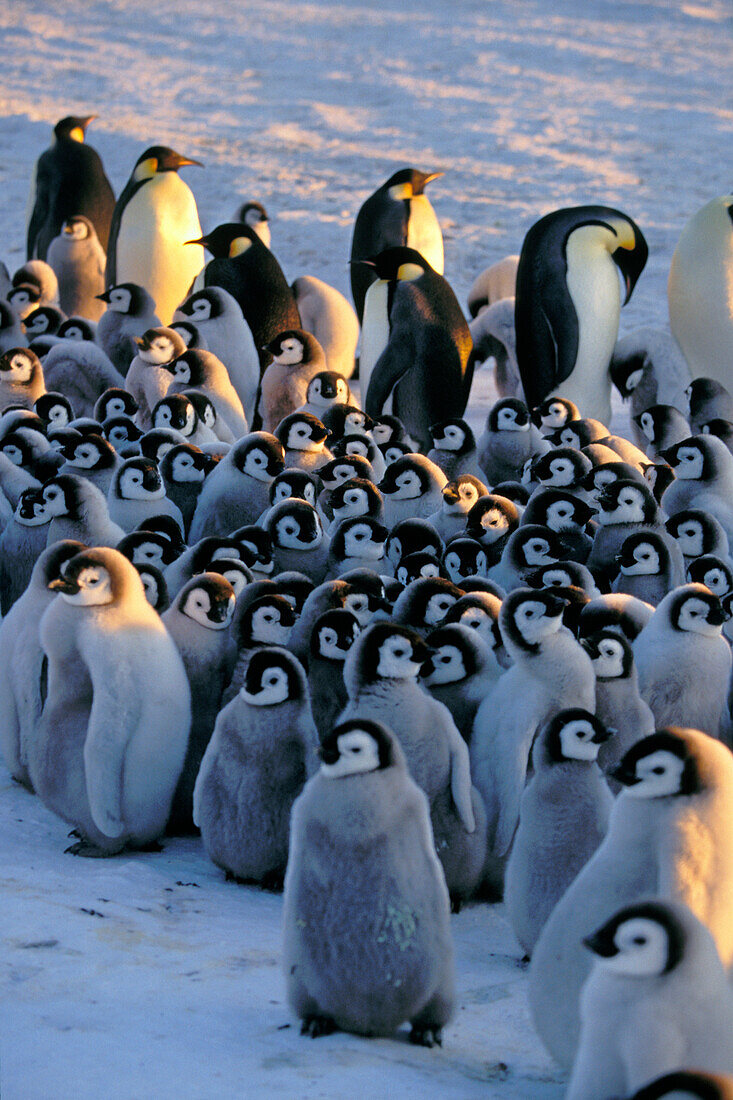 Kaiserpinguin mit Küken, Kindergarten, Aptenodytes forsteri, Antarktis